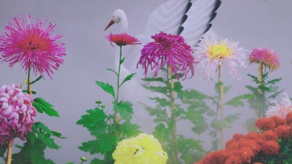 懷此貞秀姿,卓為霜下傑。三首盛讚寒菊的古詩,讀來讓人振奮 懷此貞秀姿,卓為霜下傑。三首盛讚寒菊的古詩,讀來讓人振奮