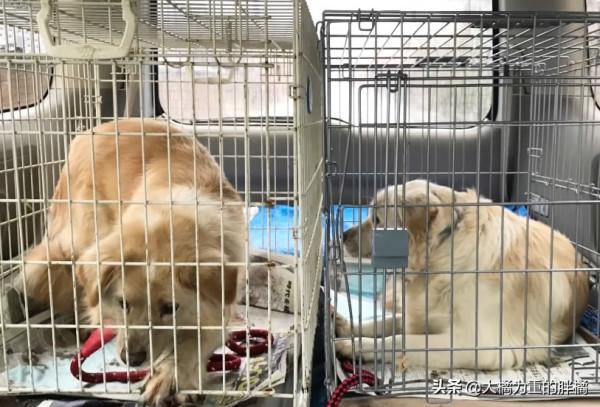 兩隻狗狗被關籠中9年,小狗從小到老未出門,唯有狗媽相伴,可憐 兩隻狗狗被關籠中9年,小狗從小到老未出門,唯有狗媽相伴,可憐