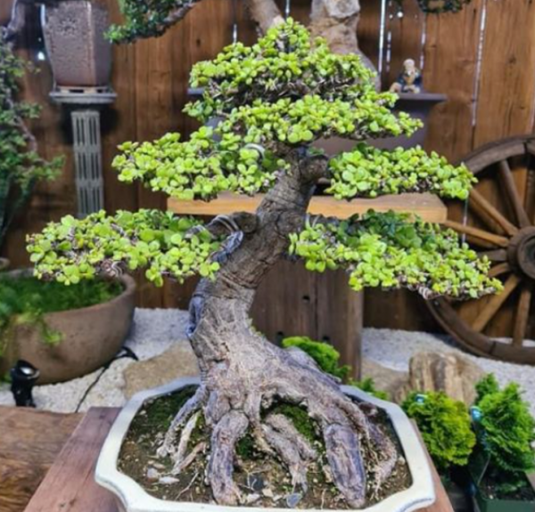 6種可以養成樹的&OpenCurlyDoubleQuote;多肉&rdquo;，地方大定要養一盆，越大越漂亮