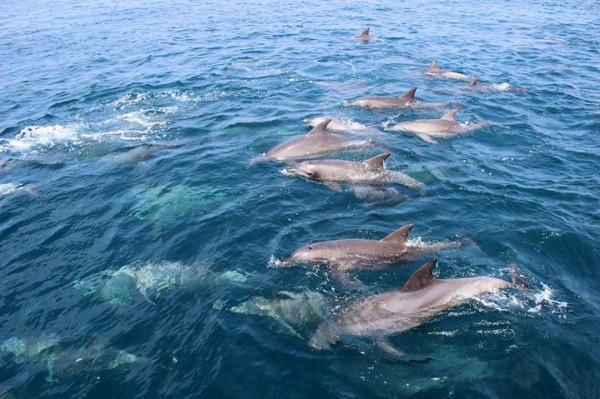 「日本」九州中部久留米-熊本-天草四日之旅