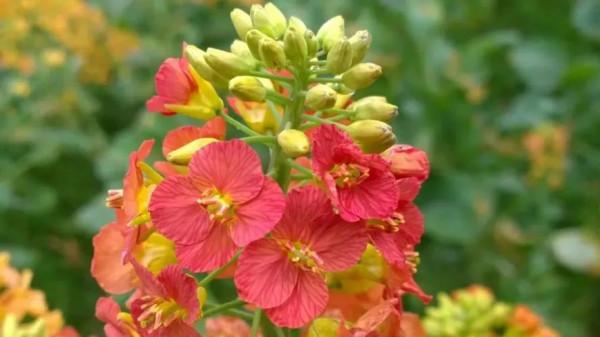 油菜花和蘿蔔花的區別