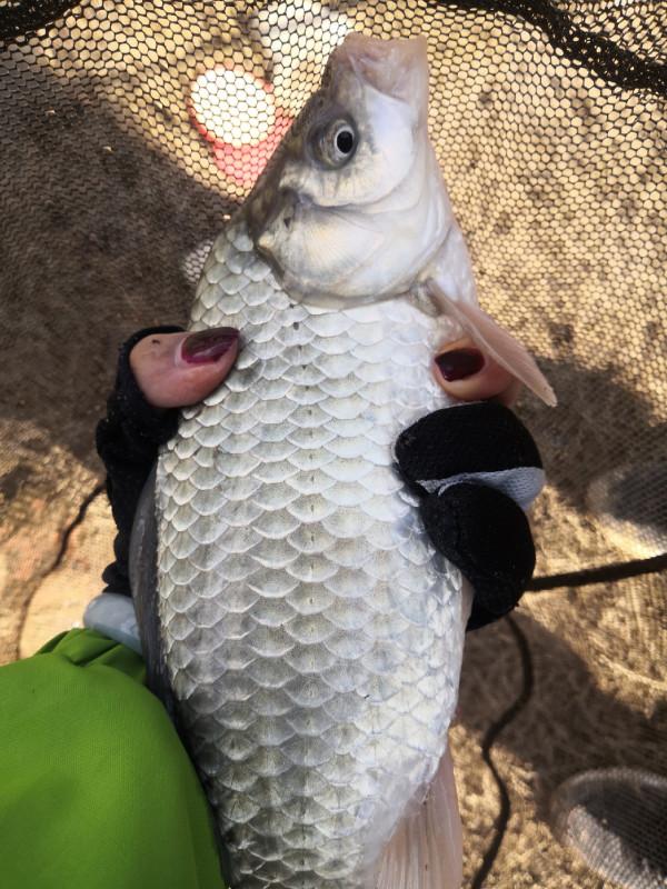 梅姐成功霸佔老公釣位,迎來新年開門紅 梅姐成功霸佔老公釣位,迎來新年開門紅