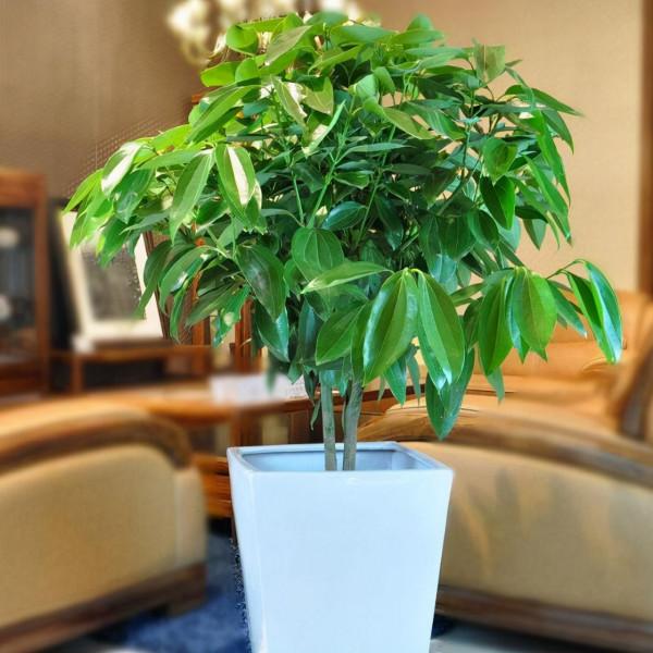 過年養這“2種樹”超級好打理,還能吸收二手菸,平安幸福身體棒 過年養這“2種樹”超級好打理,還能吸收二手菸,平安幸福身體棒