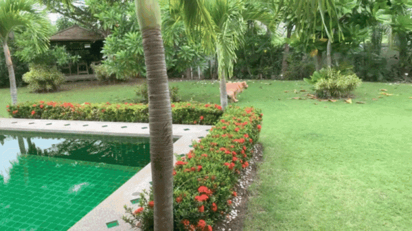 我們又雙叒叕搬家了！500㎡泰國深山別墅，清風徐來鳥語花香