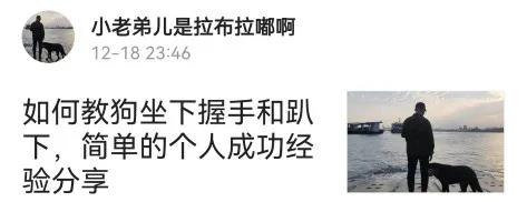 #養一條拉布拉多是種什麼體驗？#