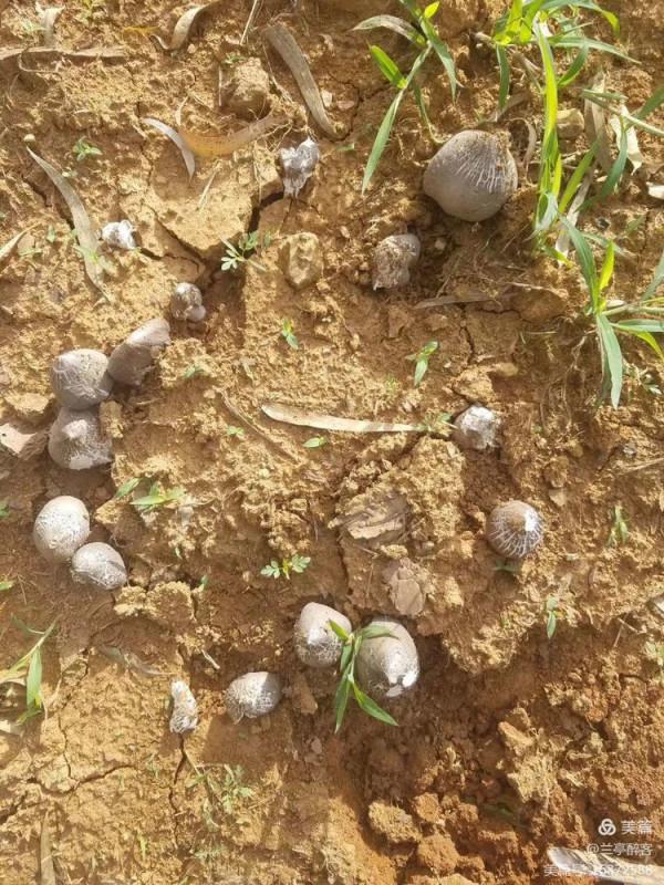 自留地種雞樅賣（東川十八怪之十三）