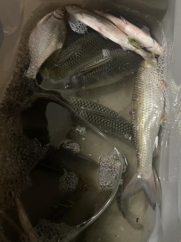 為什麼會釣到了大貨?關鍵是調漂調到位了 為什麼會釣到了大貨?關鍵是調漂調到位了