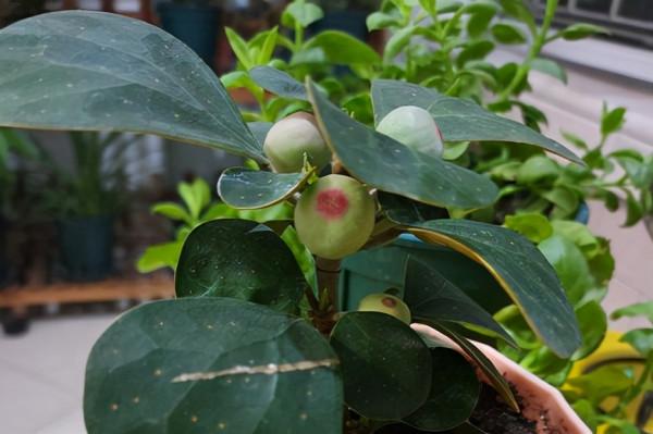 再窮也要養盆小盼菩提,有“旺運”好兆頭,被稱作“智慧樹” 再窮也要養盆小盼菩提,有“旺運”好兆頭,被稱作“智慧樹”