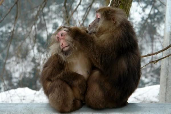 景東無量山紅外相機下的紅面猴