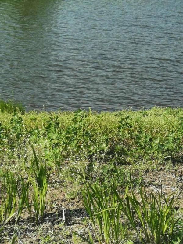 生活在溼地的鷸鳥