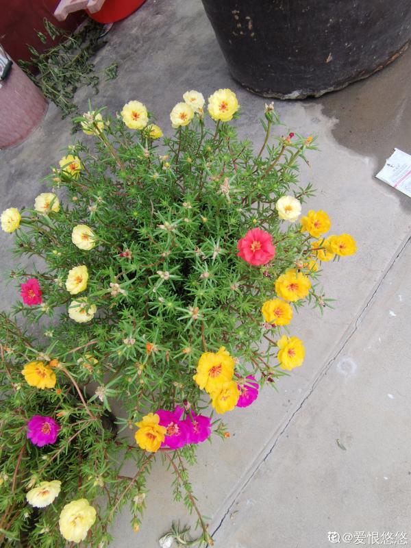 3種花特喜歡太陽，夏天曬曬長得旺，開花多多