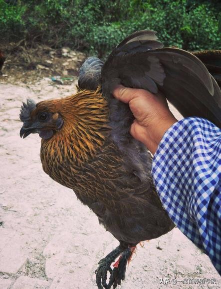 養雞行情不理想，她靠這2招一舉扭轉不利局面，實現養殖規模倍增