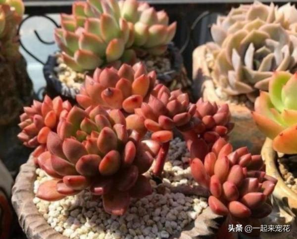 10月養多肉，1個動作催一催，長勢旺盛爆側芽，誰見了都誇美