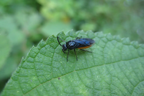有罕見物種,福建膜翅目昆蟲生態攝影展,共計22種 有罕見物種,福建膜翅目昆蟲生態攝影展,共計22種