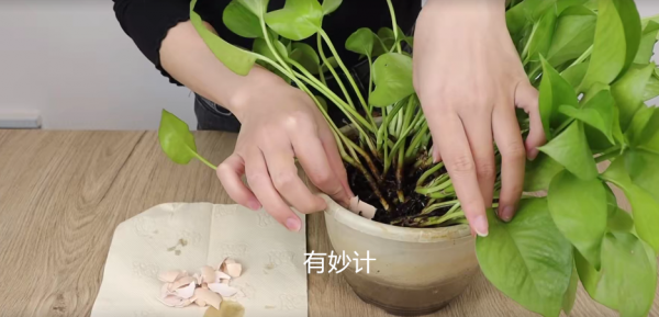 花盆中撒一把，再難養的花，幾天就能根壯葉綠長爆盆，太厲害了