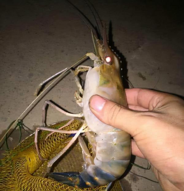 大蝦入侵珠江，有人釣起一隻發現滿腹蝦卵，這是要開始繁殖？