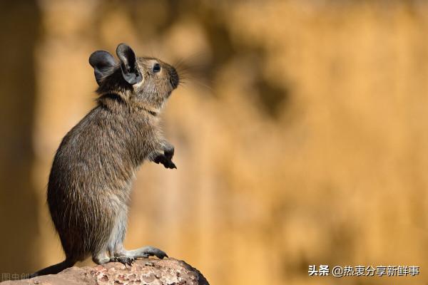 731部隊：日本帝國主義可怕的瘟疫生物武器化計劃