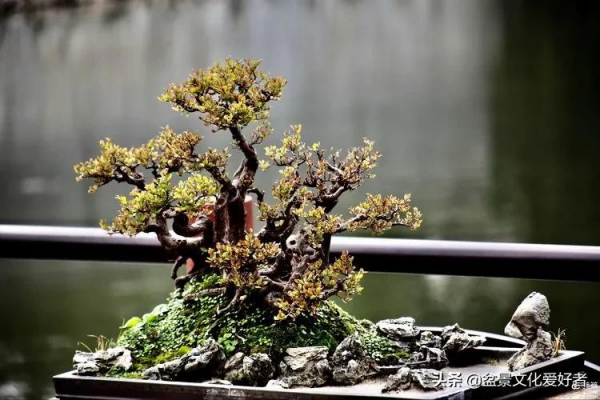 玩盆景,只是玩玩嗎? 玩盆景,只是玩玩嗎?