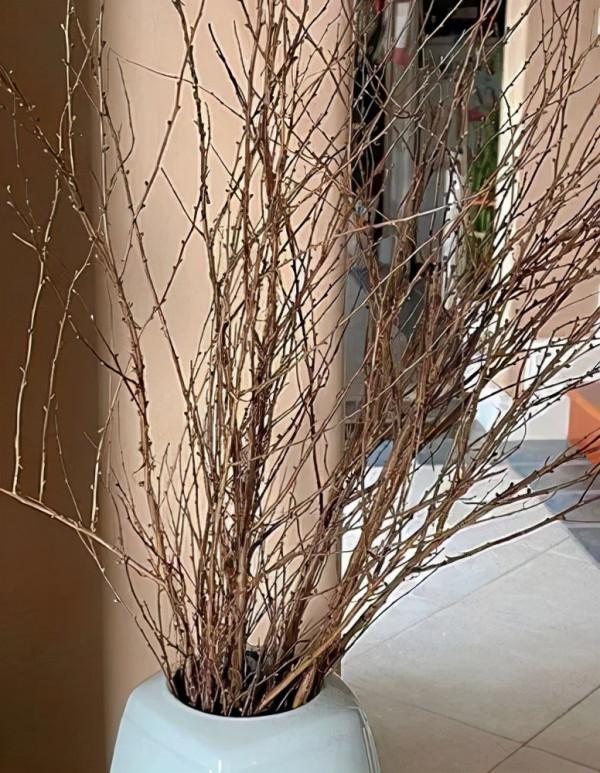 4種“神奇”的枝條，遇水就能開花，顏值高，寓意好