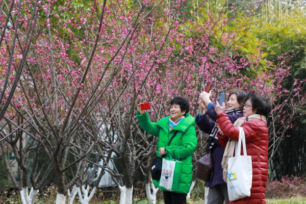 梅花綻放報春來