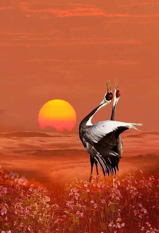 分享圖片一一比翼雙飛鳥