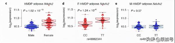 《自然·代謝》：女性越胖越有優勢