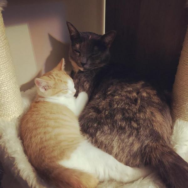 動物之間的友誼,本該共度一生 動物之間的友誼,本該共度一生