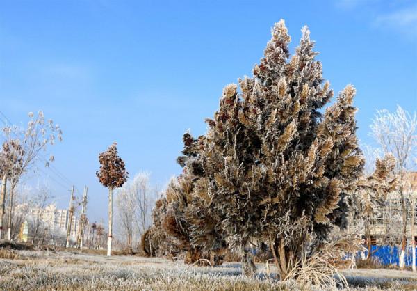 二師二十二團河畔鎮：霧凇美景入畫來