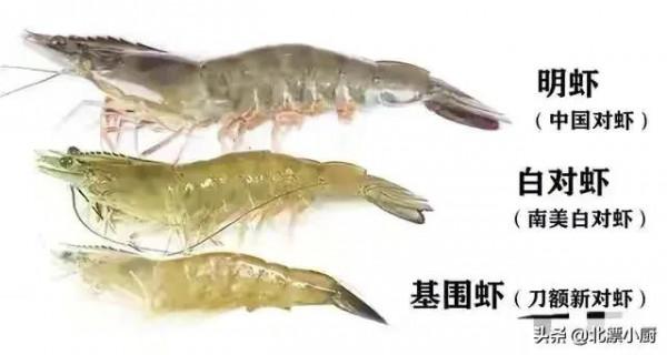 白對蝦，基圍蝦，明蝦樣子差不多，差別卻不小，搞懂再買不吃虧