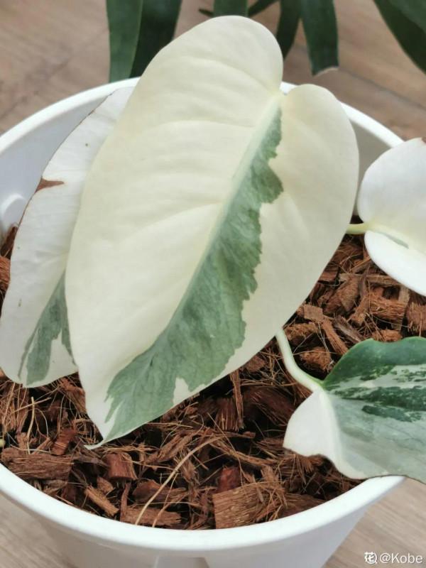 66萬一盆花，是有價無市，還是貨真價實？