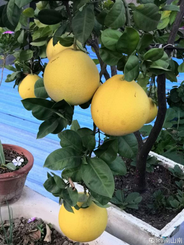 4種果樹,種在院子裡特旺宅,還有時令水果免費吃 4種果樹,種在院子裡特旺宅,還有時令水果免費吃