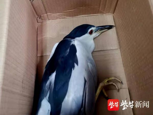 二級保護動物夜鷺受傷墜落,巡邏保安從貓口中救下了它 二級保護動物夜鷺受傷墜落,巡邏保安從貓口中救下了它