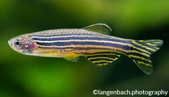 魚的記憶只有7秒？金魚本魚回應了