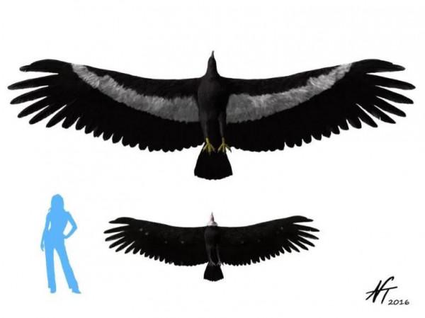 也許，它們是楊過的雕兄原型