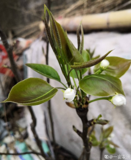 蘋果VS梨,兩大最常見水果,哪個種植更簡單? 蘋果VS梨,兩大最常見水果,哪個種植更簡單?