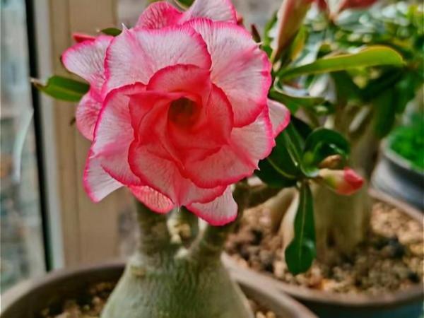 10月養這“6種花”,切記要多曬,利於生長和開花 10月養這“6種花”,切記要多曬,利於生長和開花