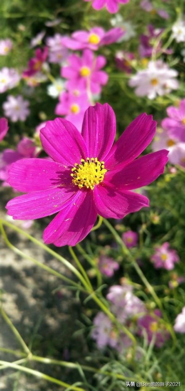 我視界裡的花花草草