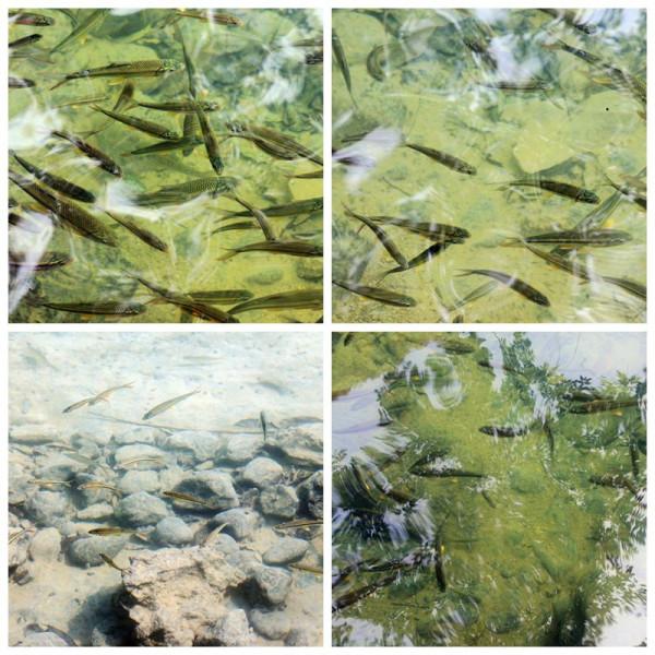 七小孔瀑布與瀑布之間生存的小魚兒