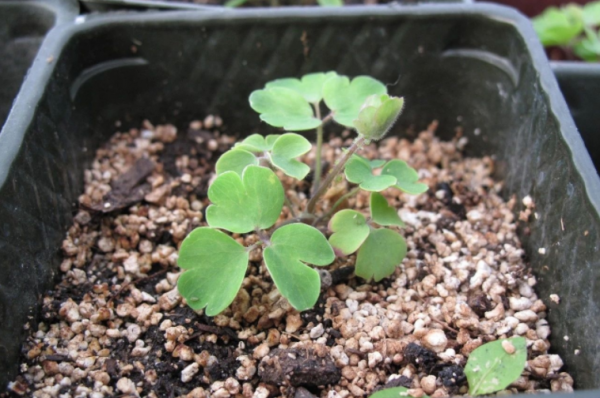 新手養耬鬥菜,冬天將這4點做到位,來年春季開花才多又美 新手養耬鬥菜,冬天將這4點做到位,來年春季開花才多又美