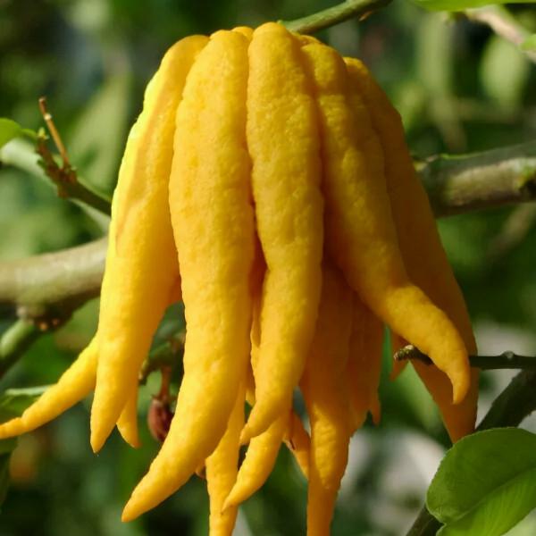 佛手柑 VS 綠萼梅,花果類中藥有良效 佛手柑 VS 綠萼梅,花果類中藥有良效