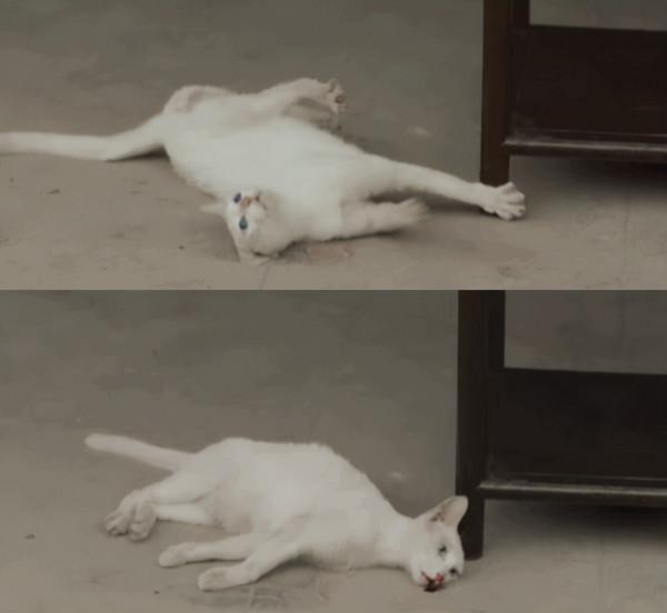 蔣勤勤回應“疑似虐貓”事件!拍攝時不在現場,否認故意推卸責任 蔣勤勤回應“疑似虐貓”事件!拍攝時不在現場,否認故意推卸責任