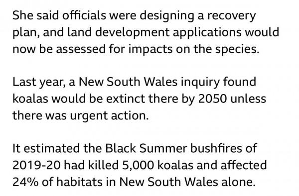 讀BBC學英語：考拉在澳大利亞多州被視為瀕臨滅絕