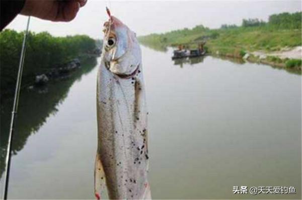 野釣絕殺釣法：3種民間遠投釣法，適合各種水面，通殺大小魚
