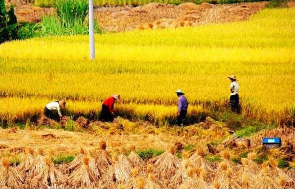 老話說：“月夕秋分前，必定是災年”，並非迷信，古人智慧之談