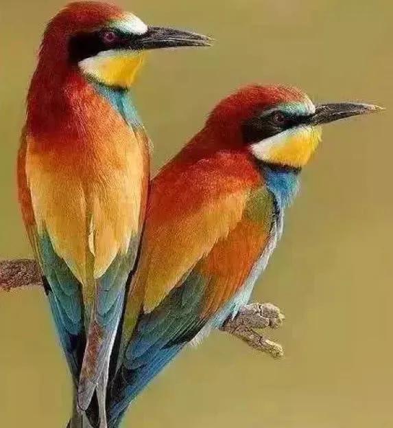 62對愛情鳥大比拼欣賞