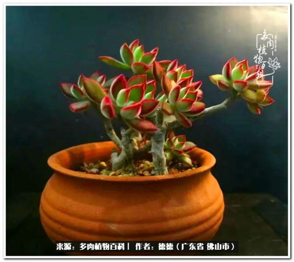 廣東的多肉陽臺:生命不息,折騰不止 廣東的多肉陽臺:生命不息,折騰不止