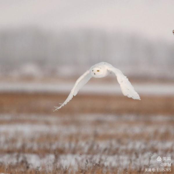 寒極精靈—雪鴞