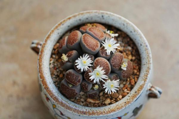 3種&OpenCurlyDoubleQuote;小綠植&rdquo;，耐旱耐陰很好養，半月澆次水，&OpenCurlyDoubleQuote;肥嘟嘟&rdquo;不停長