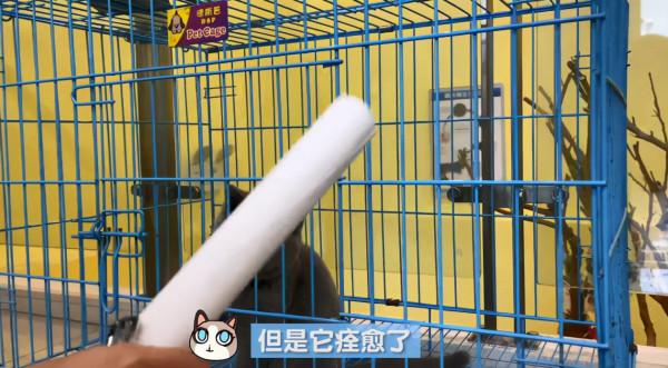 貓咪感染傳腹被主人送去安樂,醫生不忍下手:才2個月大的貓啊 貓咪感染傳腹被主人送去安樂,醫生不忍下手:才2個月大的貓啊