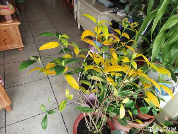 花成了光桿司令，剪一刀撒點藥，很快冒新芽